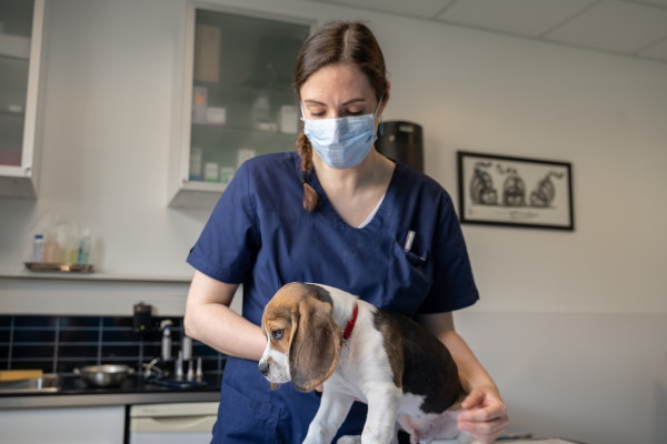 DANGER : La - Clinique Vétérinaire du Haut Saint Jean